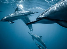 完美体育官网-NBA周最佳球员：东部奎克利 西部东契奇